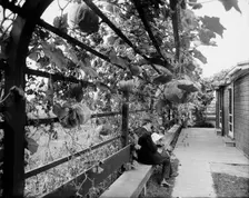 Vines in the rear of officers club, National Cash Register [Company], Dayton, Ohio, (1902?). Creator: William H. Jackson