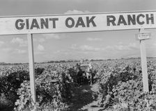 Vineyard during harvest, large-scale farming, Tulare County, California, 1938. Creator: Dorothea Lange