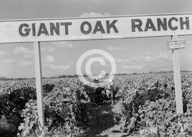 Vineyard during harvest, large-scale farming, Tulare County, California, 1938. Creator: Dorothea Lange.