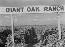 Vineyard during harvest, Tulare County, California, 1938. Creator: Dorothea Lange