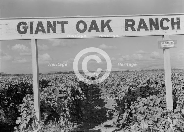 Vineyard during harvest, Tulare County, California, 1938. Creator: Dorothea Lange.