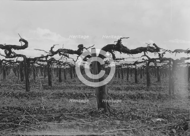 Vineyard during pruning, Tulare County, California, 1939. Creator: Dorothea Lange.