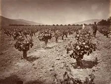 Vineyard of Camulos Ranch, 1876, printed ca. 1876. Creator: Carleton Emmons Watkins
