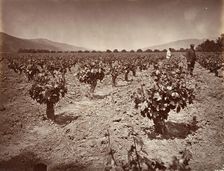 Vineyard of Camulos Ranch, 1876, printed ca. 1876. Creator: Carleton Emmons Watkins