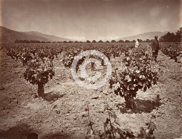 Vineyard of Camulos Ranch, 1876, printed ca. 1876. Creator: Carleton Emmons Watkins.
