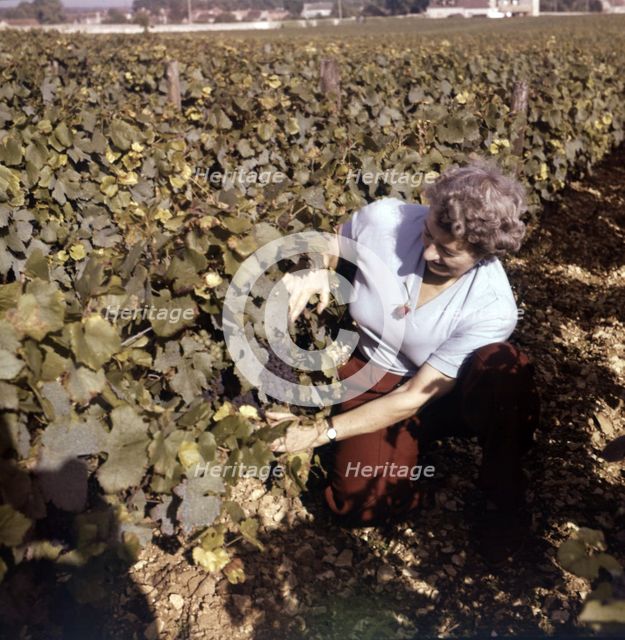 Vineyards at Clos de Vougeot, near Beaune, Côte d'Or, France, c1955. Creator: Arthur Charles Kirby Ware.
