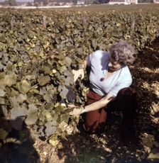 Vineyards at Clos de Vougeot, near Beaune, Côte d'Or, France, c1955. Creator: Arthur Charles Kirby Ware