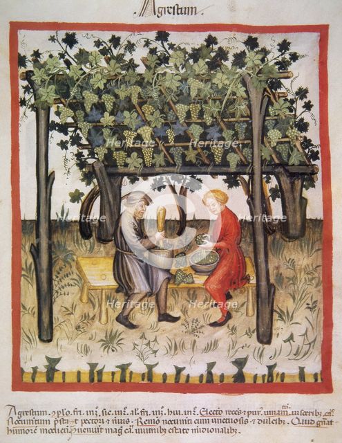 Vino Acido, 14th century.  Creator: Unknown.