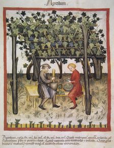 Vino Acido, 14th century. Creator: Unknown