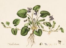 Viola odorata, (Sweet Violet), c1770-1790. Creator: William Kilburn