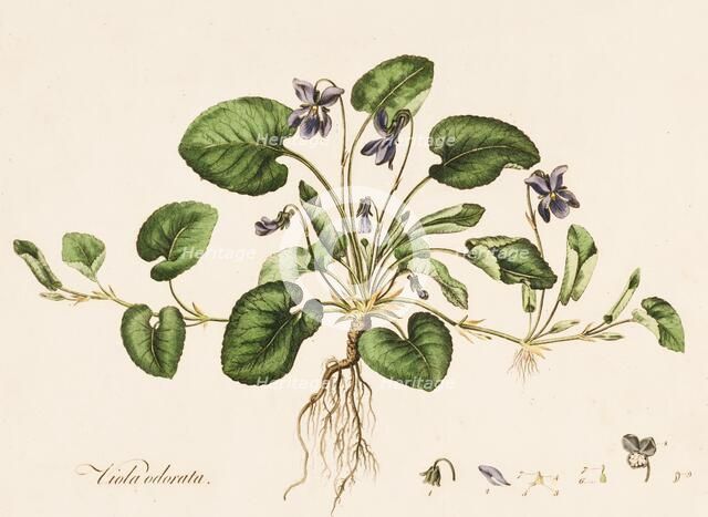 Viola odorata, (Sweet Violet), c1770-1790. Creator: William Kilburn.