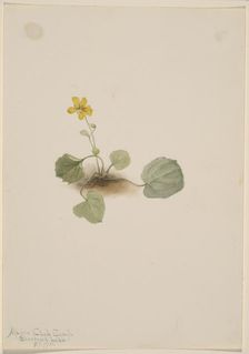 Viola orbiculata, 1911. Creator: Mary Vaux Walcott
