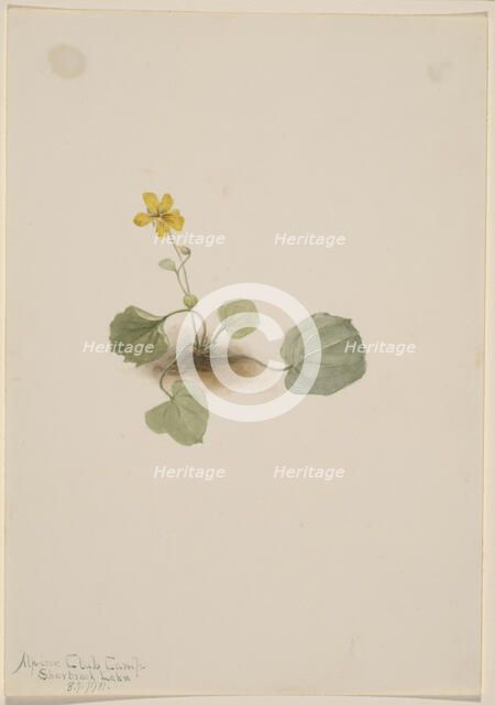 Viola orbiculata, 1911. Creator: Mary Vaux Walcott.