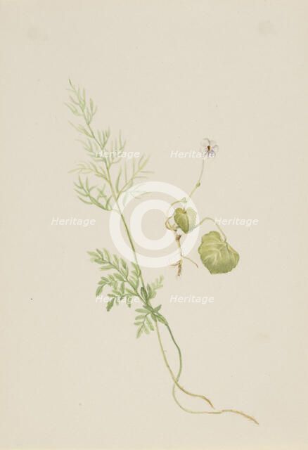 Viola palustris, ca. 1917-1918. Creator: Mary Vaux Walcott.