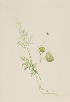 Viola palustris, ca. 1917-1918. Creator: Mary Vaux Walcott