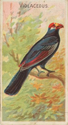 Violaceous, from the Birds of the Tropics series (N5) for Allen & Ginter Cigarettes Brands, 1889. Creator: Allen & Ginter
