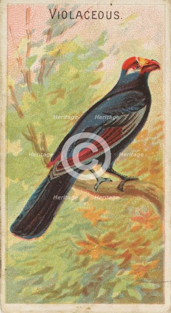 Violaceous, from the Birds of the Tropics series (N5) for Allen & Ginter Cigarettes Brands, 1889. Creator: Allen & Ginter.