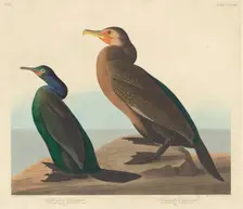 Violet-green Cormorant and Townsend's Cormorant, 1838. Creator: Robert Havell