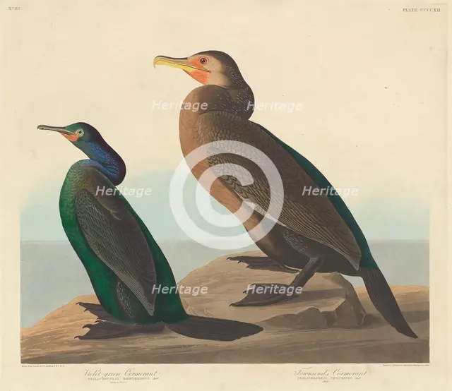Violet-green Cormorant and Townsend's Cormorant, 1838. Creator: Robert Havell.