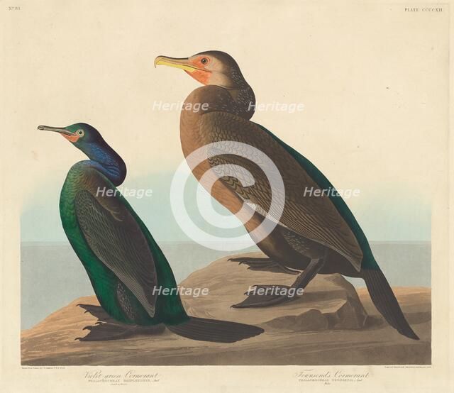 Violet-green Cormorant and Townsend's Cormorant, 1838. Creator: Robert Havell.