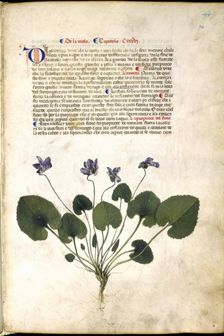 Violet plant, c1400 . Creator: Unknown