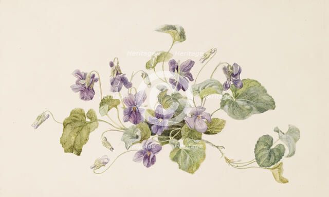 Violets, c1875. Creator: Gerardina Jacoba van de Sande Bakhuyzen.