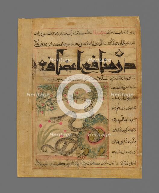 Viper in a Rocky Garden from Manafi' al-Hayawan (On the Usefulness of Animals) of Ibn..., c1300. Creator: Unknown.