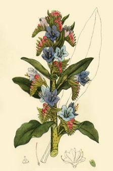 Viper's Bugloss late 18th-early 19th century, (1944). Creator: Unknown