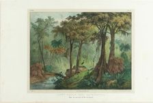Virgin Forest Near Manqueritipa. From "Malerische Reise in Brasilien", 1835. Creator: Rugendas, Johann Moritz (1802-1858)
