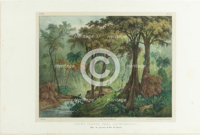 Virgin Forest Near Manqueritipa. From "Malerische Reise in Brasilien", 1835. Creator: Rugendas, Johann Moritz (1802-1858).