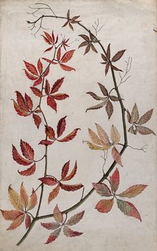 Virginia creeper (Parthenocissus quinquefolia): stem with coloured autumn leaves, c1890s. Creator: Unknown