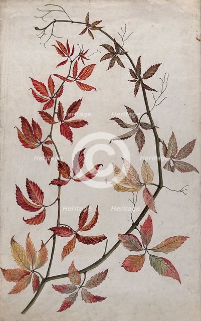 Virginia creeper (Parthenocissus quinquefolia): stem with coloured autumn leaves, c1890s. Creator: Unknown.