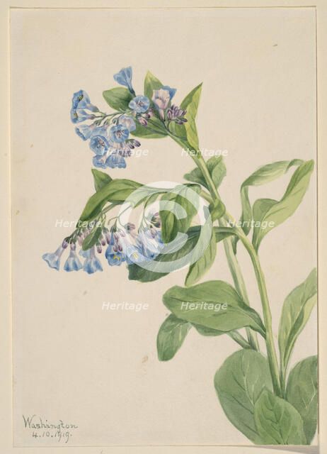 Virginia Bluebells (Mertensia virginica), 1919. Creator: Mary Vaux Walcott.