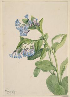 Virginia Bluebells (Mertensia virginica), 1919. Creator: Mary Vaux Walcott