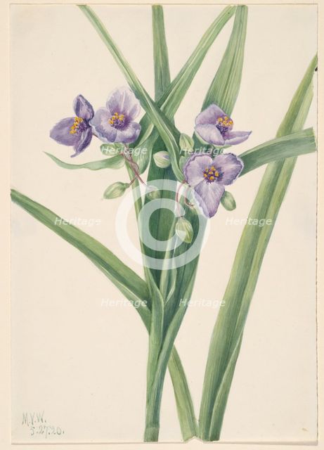 Virginia Spiderwort (Tradescantia virginiana), 1920. Creator: Mary Vaux Walcott.