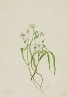 Virginia Springbeauty (Claytonia virginica), 1919. Creator: Mary Vaux Walcott
