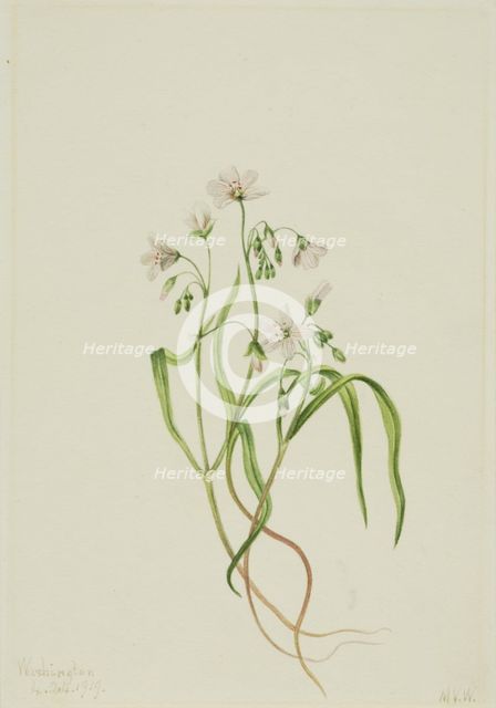 Virginia Springbeauty (Claytonia virginica), 1919. Creator: Mary Vaux Walcott.