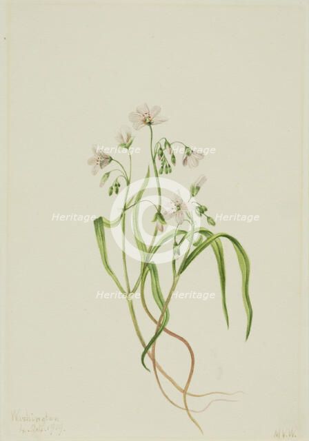 Virginia Springbeauty (Claytonia virginica), 1919. Creator: Mary Vaux Walcott.