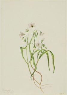 Virginia Springbeauty (Claytonia virginica), 1919. Creator: Mary Vaux Walcott