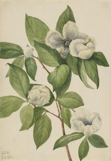 Virginia Stewartia (Stewartia malachodendron), 1925. Creator: Mary Vaux Walcott