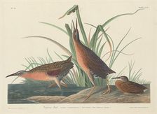 Virginia Rail, 1834. Creator: Robert Havell
