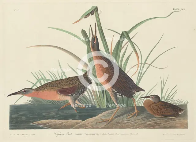 Virginia Rail, 1834. Creator: Robert Havell.