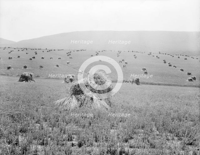 Virginia wheat, Vicinity of Sperryville, 1936. Creator: Dorothea Lange.