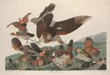 Virginian Partridge, 1830. Creator: Robert Havell