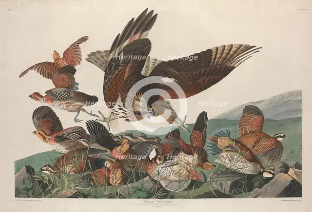 Virginian Partridge, 1830. Creator: Robert Havell.