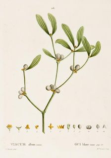 Viscum album L. (Mistletoe), c1800-1830. Creator: Pierre-Joseph Redoute