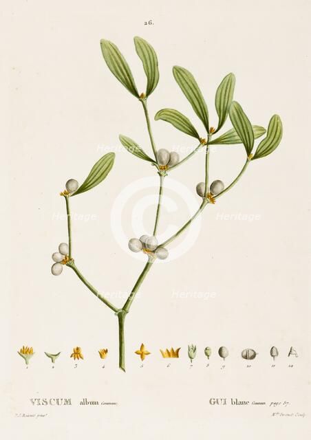 Viscum album L. (Mistletoe), c1800-1830. Creator: Pierre-Joseph Redoute.