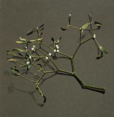 Viscum album L (Mistletoe), c1870-1920. Creator: Harold Drinkwater