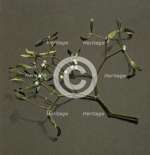 Viscum album L (Mistletoe), c1870-1920. Creator: Harold Drinkwater.