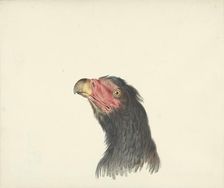 Vulture, 1763-1824. Creator: Circle of François Le Vaillant